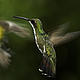 White-bellied hummingbird (Leucippus chionogaster) in flight, Puerto Iguacu, Misiones, Argentina. © James Frankham / WWF-Canon