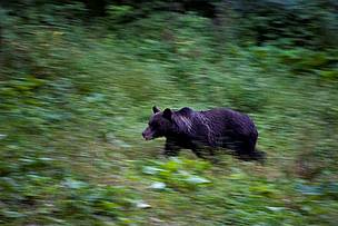 Brown bear (Ursus arctos) running near Zarnesti in the Central Carpathian Mountains, Romania. / ©: Michel Gunther / WWF-Canon / ©: Michel Gunther / WWF-Canon