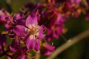 Cerrado savannah flower. Juruena National Park, Brazil. / ©: Zig KOCH / WWF / ©: Zig KOCH / WWF