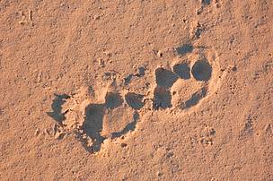 Jaguar (Panthera onca) footprints in the sand at the Onça rapids camping ground. Juruena National ... / ©: WWF-Canon / Zig KOCH / ©: WWF-Canon / Zig KOCH