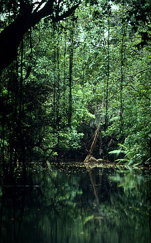 River in the tropical rainforest of the Ujung Kulon National Park. Java, Indonesia / &copy;: Alain Compost / WWF-Canon
