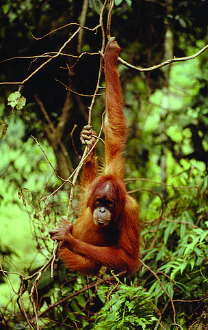 Tropical forest destruction contributes to biodiversity loss and climate change as
production forests are destroyed, which serve as
gigantic carbon sinks and important habitats for
species like orangutans. - © WWF/GFTN