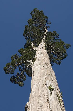 Alerce tree, the largest tree species in South America. Alerce Andino National Park, Chile. / ©: Kevin SCHAFER / WWF-Canon / ©: Kevin SCHAFER / WWF-Canon