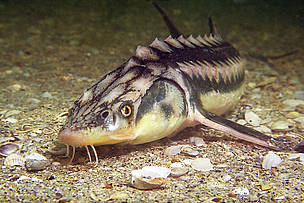Russian sturgeon. Black Sea, Ukraine. / ©: Andrey Nekrasov / WWF-Canon / ©: Andrey Nekrasov / WWF-Canon