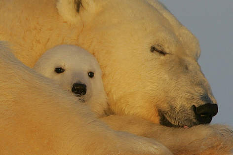 A female Polar bear (Ursus maritimus) resting with her young cub in the snow near Churchill, ... / ©: David Jenkins / WWF-Canada A female Polar bear resting with her young cub in the snow near Churchill, Manitoba, Canada. rel=