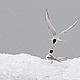 Adult Arctic tern (Sterna paradisea), feeding the young, Iceland. © Wild Wonders of Europe /Orsolya Haarberg / WWF
