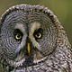 Great grey owl (Strix nebulosa), Finland.
© Wild Wonders of Europe /Cairns / WWF