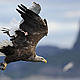 European Sea Eagle (Haliaetus albicilla), carrying a fish in its talons and being harried by a seagull, Flatanger, Trondheim, Norway. © Wild Wonders of Europe /Staffan Widstrand / WWF