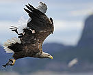 European Sea Eagle (Haliaetus albicilla), carrying a fish in its talons and being harried by a seagull, Flatanger, Trondheim, Norway.