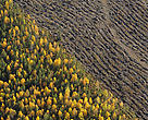 Halting Biodiversity Loss