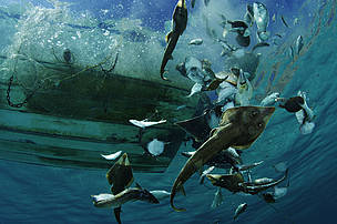 Guitarfish, rays, and other bycatch are tossed from a shrimp boat. La Paz, Mexico. / ©: Brian J. Skerry/National Geographic Stock/WWF / ©: Brian J. Skerry/National Geographic Stock/WWF