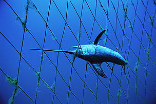 La captura de especies que no son el objetivo de las actividades pesqueras, conocida como bycatch, ... / ©: Brian J. Skerry/National Geographic Stock/WWF / ©: Brian J. Skerry/National Geographic Stock/WWF