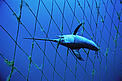  / &copy;: Brian J. Skerry/National Geographic Stock/WWF