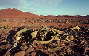 The Namib Desert's Welwitschia mirabilis plant can live for over 1,000 years. / ©: Frederick J. Weyerhaeuser / WWF-Canon / ©: Frederick J. Weyerhaeuser / WWF-Canon