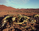 The Namib Desert's <i>Welwitschia mirabilis</i> plant can live for over 1,000 years.