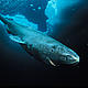 &copy; National Geographic Stock/ Paul Nicklen / WWF