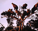 The main reason behind the dramatic decline in the population of the Black Vulture lies in the rapid urbanisation of Greek society