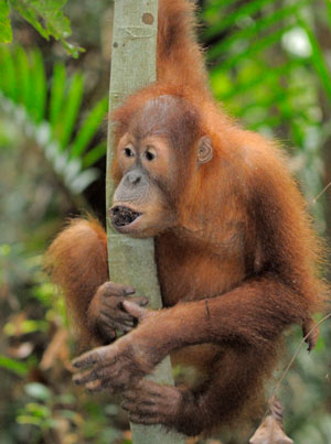 Only 40,000 orangutans are estimated to remain on the island of Borneo, increasingly threatened by habitat loss. - © Fletcher & Baylis / WWF-Indonesia