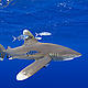 &copy; naturepl.com/Doug Perrine / WWF