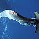 &copy; naturepl.com/Jeff Rotman / WWF
