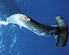 Scalloped hammerhead shark finned alive and thrown overboard to drown (<i>Sphyrna lewini</i>) previously caught on longline fishing hook, Cocos Island, Costa Rica, Pacific Ocean, WHS