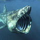 &copy; naturepl.com/Alan James / WWF