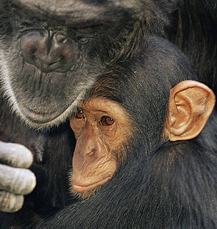 Chimpanzee (Pan troglodytes) mother with youngster, captive, Chimfunshi Orphanage, Zambia / ©: naturepl.com/Andy Rouse / WWF Chimpanzee (Pan troglodytes) mother with youngster, captive, Chimfunshi Orphanage, Zambia / ©: naturepl.com/Andy Rouse / WWF