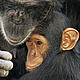 Chimpanzee (Pan troglodytes) mother with youngster, captive, Chimfunshi Orphanage, Zambia © naturepl.com/Andy Rouse / WWF