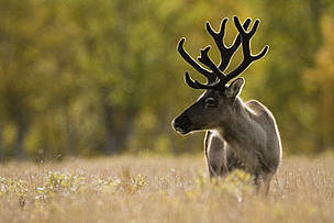 For the Sami people of Finland, herding
reindeer is a way of life. The Finnish National FSC
Standard recognizes the rights of this indigenous
community and provides protection for this
valuable species as a high conservation value. - © WWF/GFTN