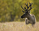 For the Sami people of Finland, herding
reindeer is a way of life. The Finnish National FSC
Standard recognizes the rights of this indigenous
community and provides protection for this
valuable species as a high conservation value.