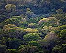 Forest, East Province, Cameroon
