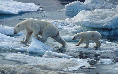  / &copy;: WWF-Canon