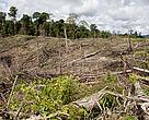 Every year, the three regions lose millions of hectares of tropical forest, even though the economic value of the forests is far greater than the benefits of almost any alternative land use.