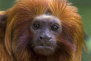 Golden lion tamarin (Leontopithecus rosalia) portrait of adult. Critically endangered; from South ... / &copy;: naturepl.com / Edwin Giesbers / WWF