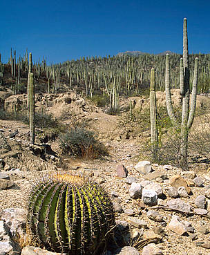 Barrel cactus near Zapotitlán Salinas,Tehuacán Valley, Puebla, Mexico. / ©: Anthony B. Rath / WWF-Canon Barrel cactus near Zapotitlán Salinas,Tehuacán Valley, Puebla, Mexico. / ©: Anthony B. Rath / WWF-Canon