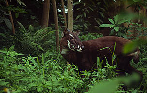 Saola still a mystery 20 years after its spectacular debut | WWF