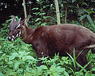 Healthy environment provides a safety habitat to biodiversity and people in this region