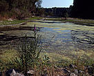 Algae bloom indicating signs of eutrophication, Danube old arm, Szigetkozi Nature Reserve. HungaryProject 