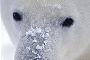 Polar bear (Ursus maritimus); Canada / &copy;: Fritz Polking / WWF
