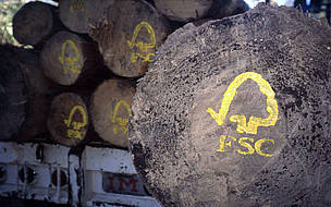 FSC logo painted on sustainable harvested logs. Uzachi forest, Oaxaca, Mexico / ©: N.C Turner/WWF-Canon / ©: N.C Turner/WWF-Canon