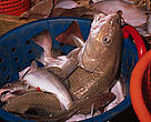 Deep sea fishing:  Cod in bucket on deep sea trawler  North Atlantic Ocean 