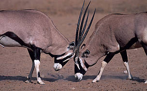 Known as the Spirit of the Desert, gemsbok have adapted to life in the Namib. / ©: Martin HARVEY / WWF-Canon / ©: Martin HARVEY / WWF-Canon