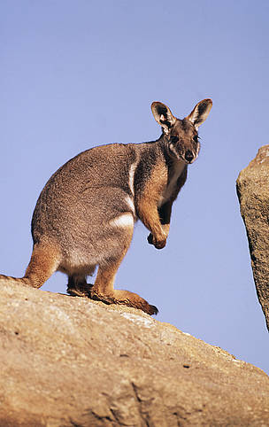 Yellow-footed rock wallaby (Petrogale xanthopus); Australia / ©: Martin HARVEY / WWF-Canon Petrogale xanthopus Yellow-footed rock wallaby Inhabits rocky outcrops Australia / ©: Martin HARVEY / WWF-Canon