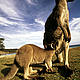 Eastern gray kangaroo with joey, Australia © Martin HARVEY / WWF-Canon