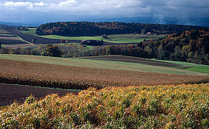 Agricultural fields at the foot of the Jura. In the foreground field of Chinese silvergrass ... / ©: Michèle Dépraz / WWF CANON The RSB seeks to raise awareness as to which biofuels are suitable for exploitation for energy ... / ©: Michèle Dépraz / WWF CANON