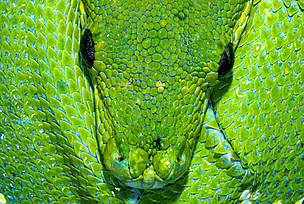  / &copy;: © Martin Harvey / WWF-Canon