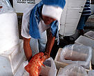 Packing of live reef fish for Hong Kong fish market Philippines