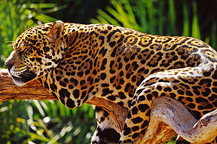 The Atlantic forests are home to the jaguar, South America’s largest big cat and the third largest ... / ©: Michel GUNTHER / WWF-Canon / ©: Michel GUNTHER / WWF-Canon
