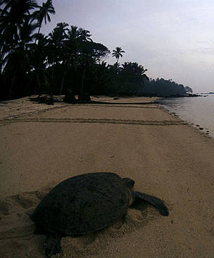 Common green sea turtle (Chelonia mydas) female returns to sea after laying eggs. Philippines. / ©: Jürgen FREUND / WWF-Canon Common green sea turtle (Chelonia mydas) female returns to sea after laying eggs. Philippines. / ©: Jürgen FREUND / WWF-Canon