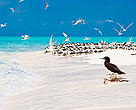 Tubbataha Reef, Philippines, Coral Triangle